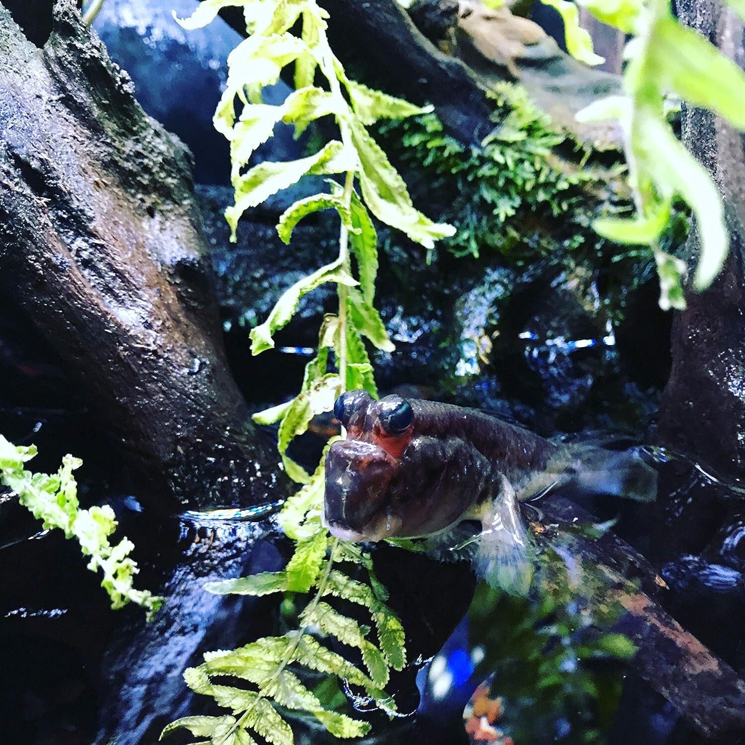 Prime Aquarium Conditioner – 1 Gal Liquid Detoxifier for Fresh & Saltwater Fish