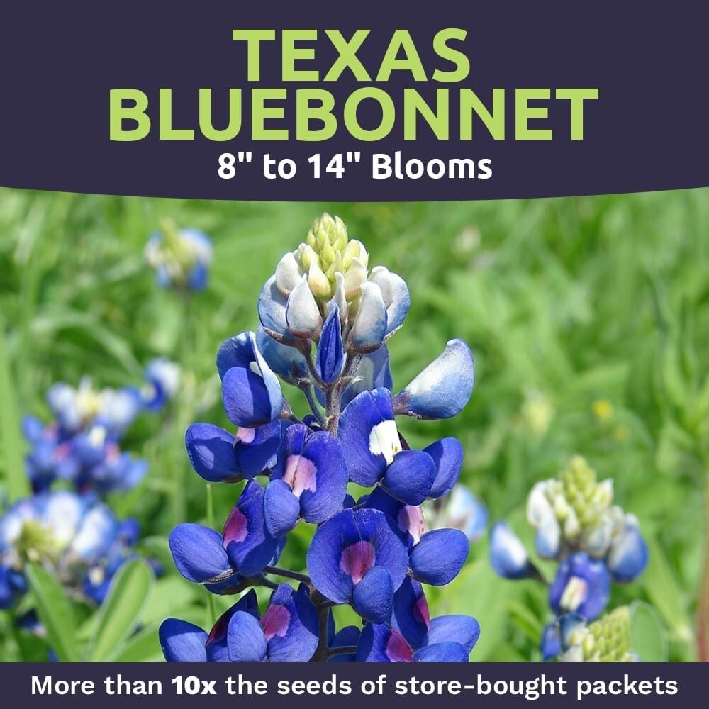Bulk 1/4 Pound Bluebonnet Seeds - Over 4000 Fresh Wildflowers for Texas Gardens