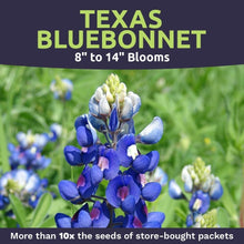 Load image into Gallery viewer, Bulk 1/4 Pound Bluebonnet Seeds - Over 4000 Fresh Wildflowers for Texas Gardens