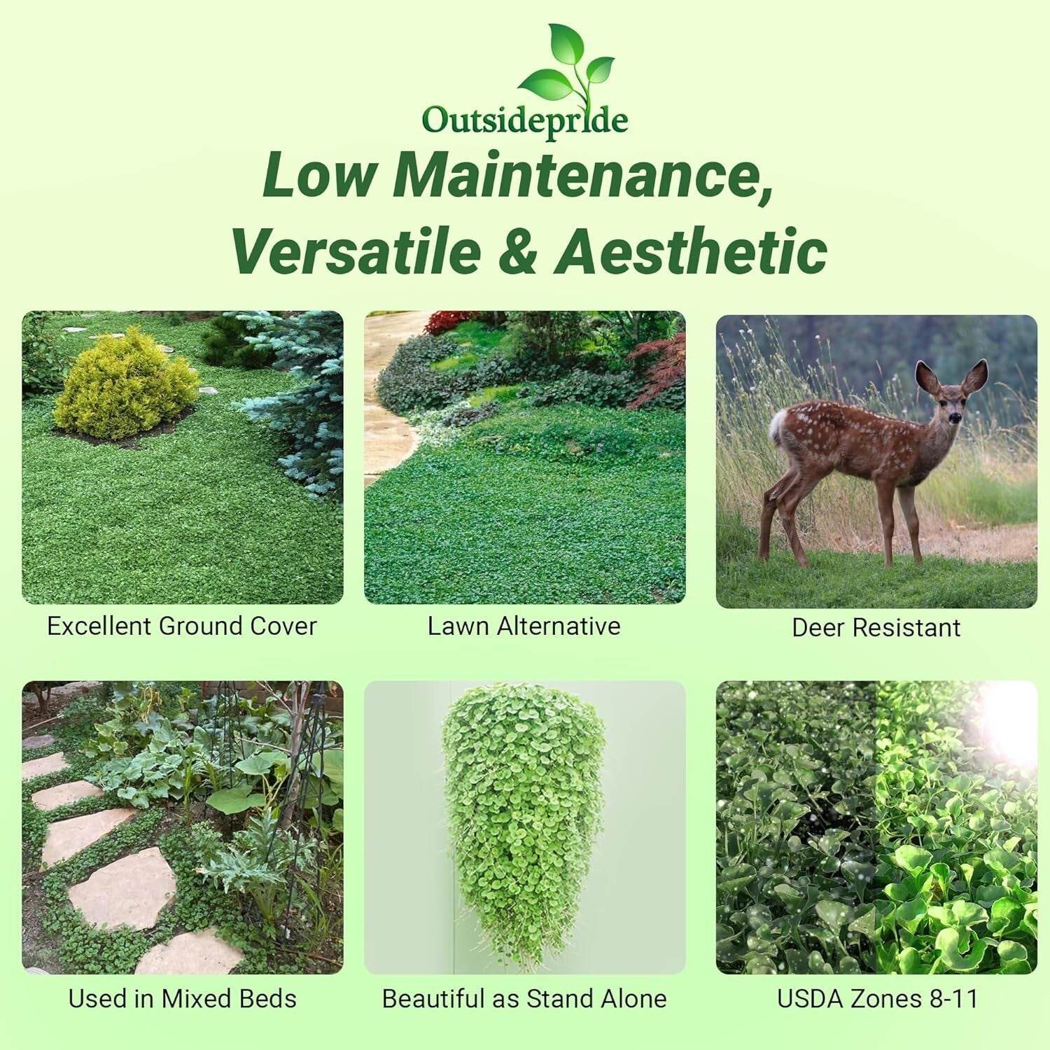 Dense Green Dichondra Repens Seeds - Easy Erosion Control & Year-Round Color