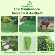 Load image into Gallery viewer, Dense Green Dichondra Repens Seeds - Easy Erosion Control &amp; Year-Round Color