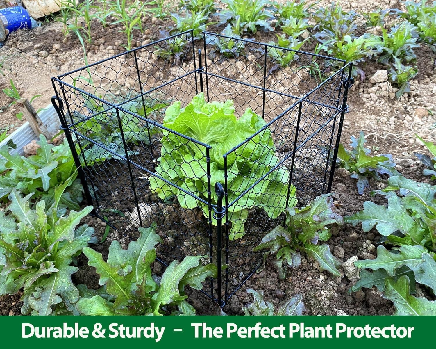 Innovative 3-Piece Plant Protectors: 13.8" Cages to Safeguard Your Vegetables