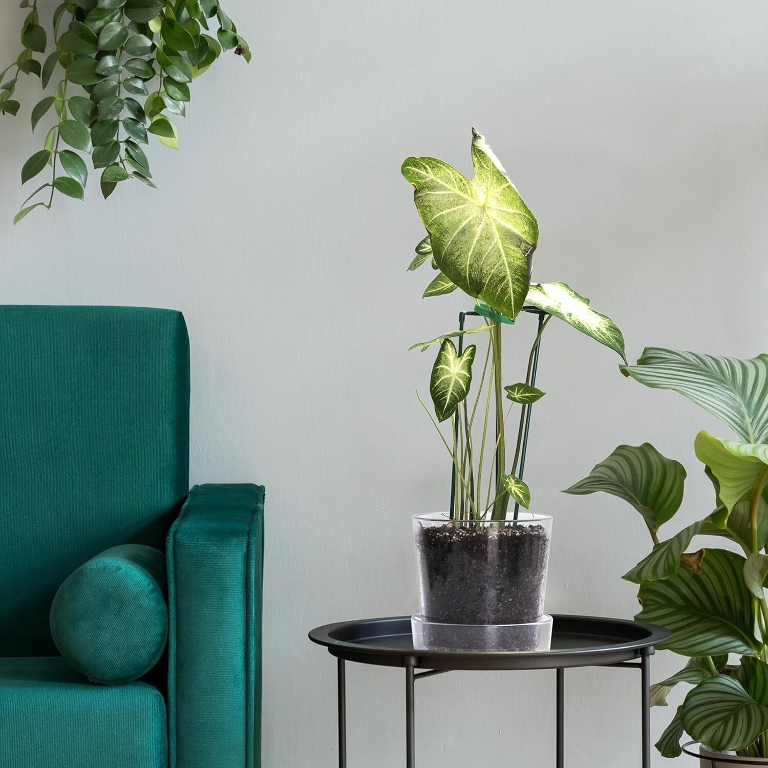 Transparent 8-Inch Acrylic Planter Pot with Drainage for Healthy Plant Growth