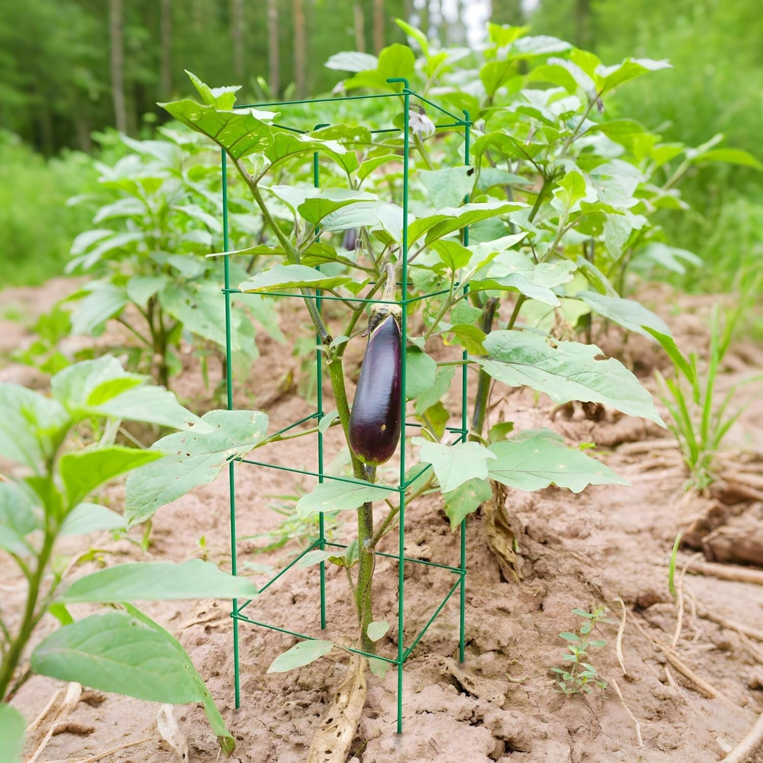 6-Pack 46-Inch Heavy-Duty Tomato Cages with Twist Ties for Climbing Plants