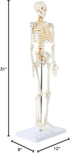 Load image into Gallery viewer, Lightweight 31" Mini Skeleton Anatomy Model - Perfect for Halloween or Classroom