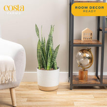 Load image into Gallery viewer, 2-Foot Sansevieria - Live Indoor Snake Plant for Home Décor &amp; Relaxation