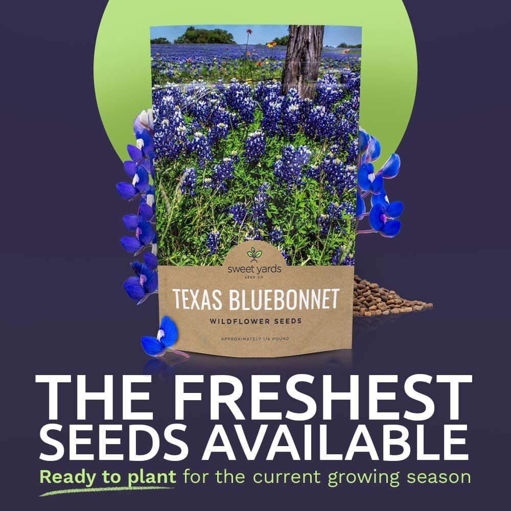 Bulk 1/4 Pound Bluebonnet Seeds - Over 4000 Fresh Wildflowers for Texas Gardens