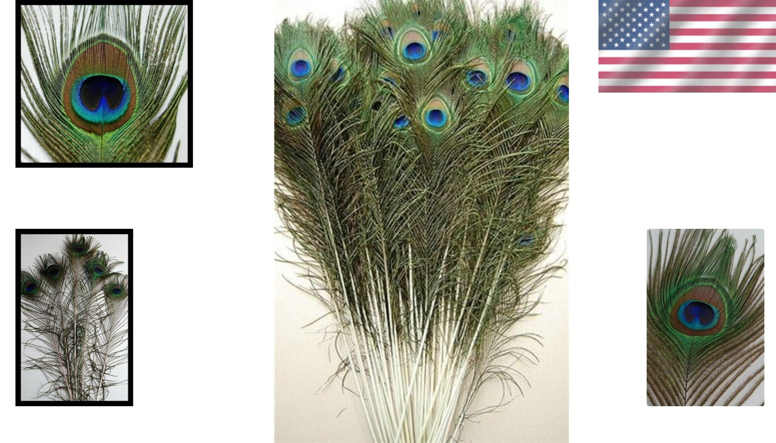 Vibrant 25 Pcs Peacock Feathers 45"-50" - Perfect for Crafting and Events