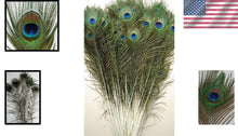 Load image into Gallery viewer, Vibrant 25 Pcs Peacock Feathers 45"-50" - Perfect for Crafting and Events