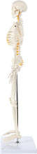 Load image into Gallery viewer, Lightweight 31" Mini Skeleton Anatomy Model - Perfect for Halloween or Classroom