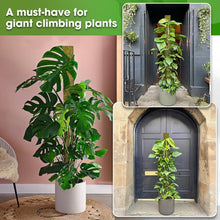 Load image into Gallery viewer, 59'' D-Shape Moss Pole for Climbing Plants - Durable Indoor Plant Support