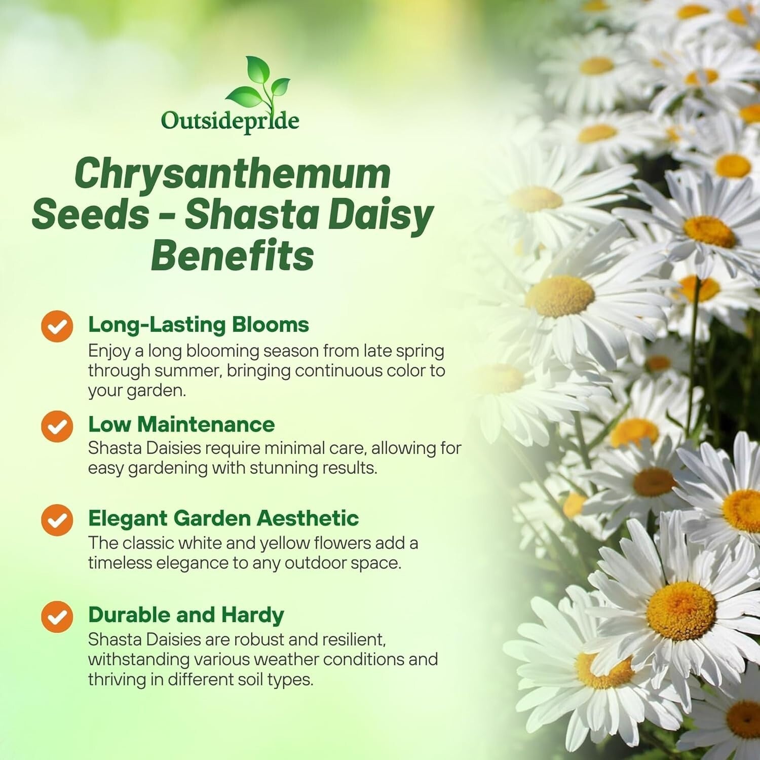 1 Lb. Shasta Daisy Seeds - Perennial, Deer Resistant & Drought Tolerant Flowers