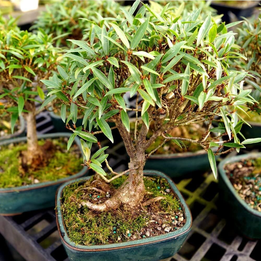 Exquisite Narrow Leaf Ficus Bonsai Tree - Indoor Plant in Elegant Ceramic Pot