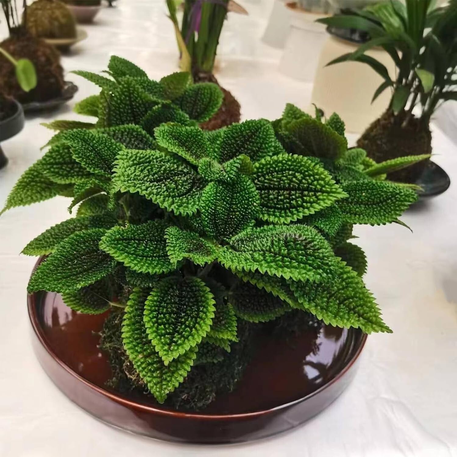 Elegant 12.5-Inch Ceramic Plant Saucer for Indoor & Outdoor Water Drainage