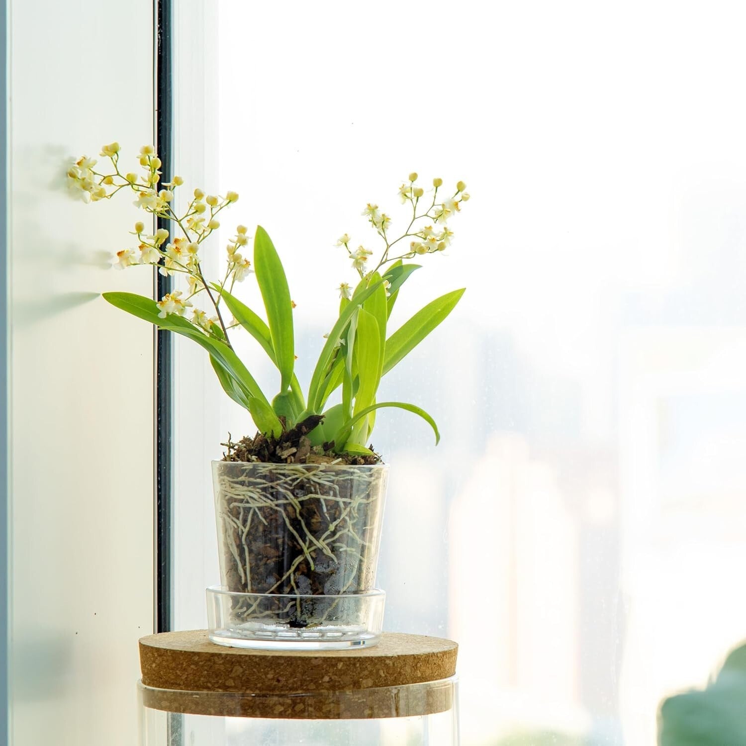 Modern 3.5 Inch Clear Acrylic Pot with Tray - Ideal for Herbs and Succulents