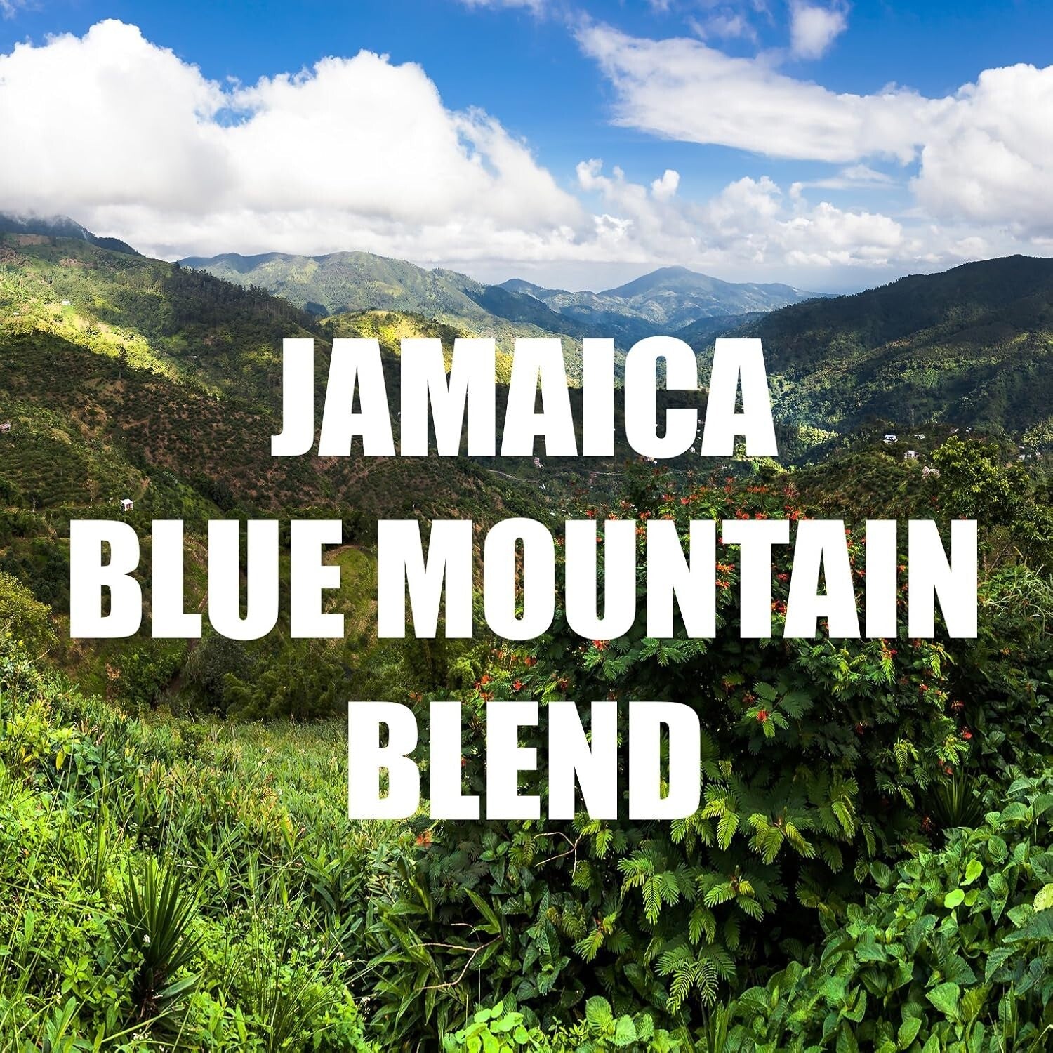 Richly Flavorful Jamaica Blue Mountain Coffee Blend, Medium Roast – 16 Ounces