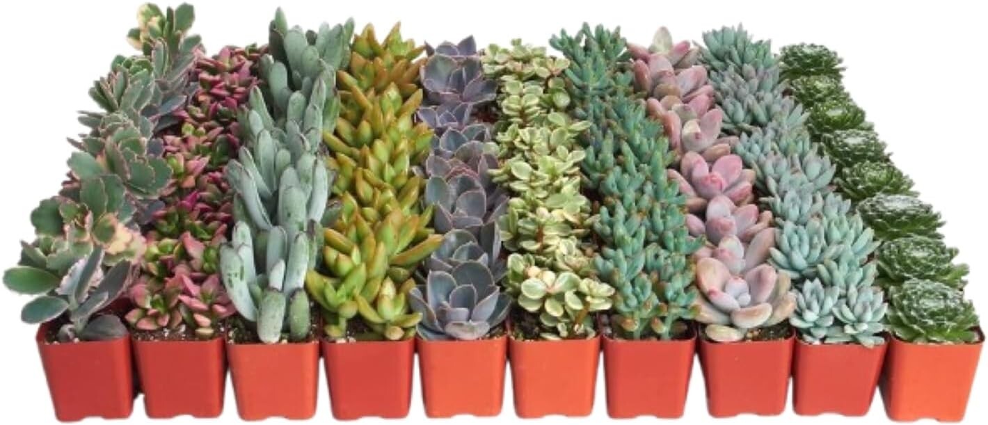 Stunning Pastel Succulent Collection - 64 Mini Plants, Gift Ready & Care Guide
