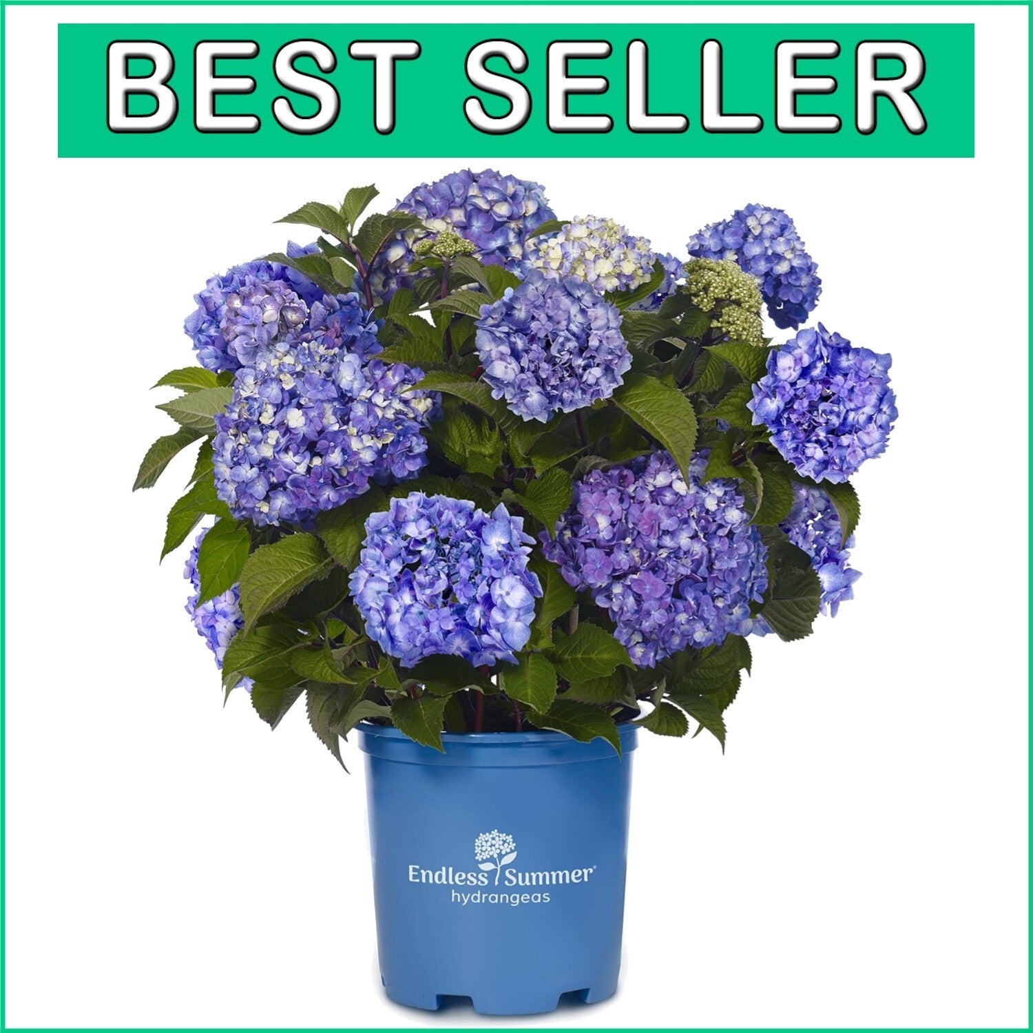 BloomStruck Reblooming Hydrangea - Vibrant Purple Flowers in Container (12 lbs)