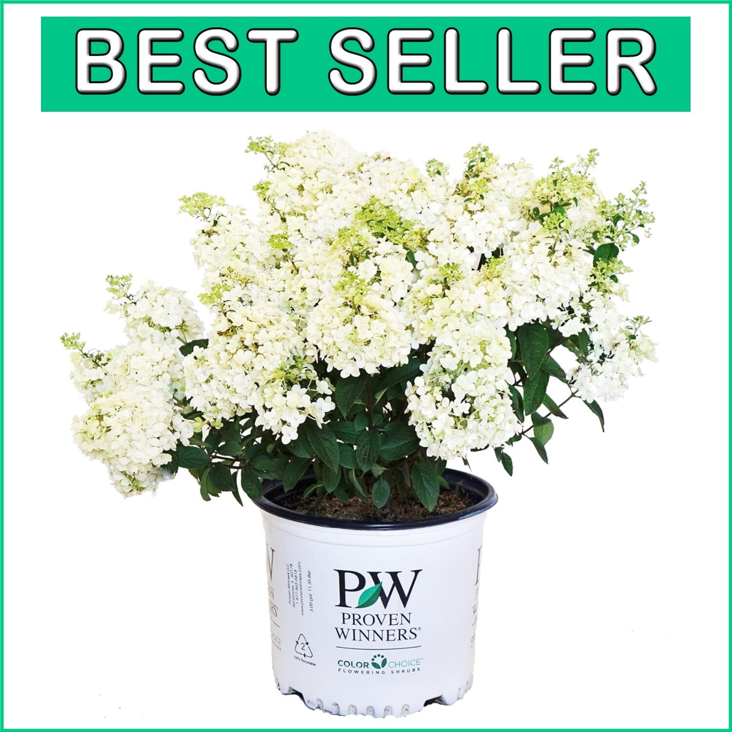 Dwarf Bobo Hydrangea Shrub - White Blooms for Small Gardens, 30-36 in