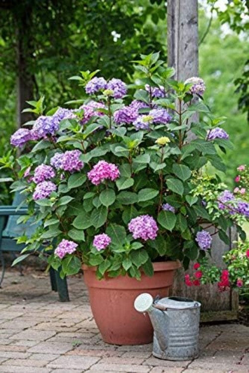 BloomStruck Reblooming Hydrangea - Vibrant Purple Flowers in Container (12 lbs)