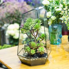 Load image into Gallery viewer, Eco-Friendly Large 16-Inch Terrarium - Irregular Shape for Unique Plant Displays