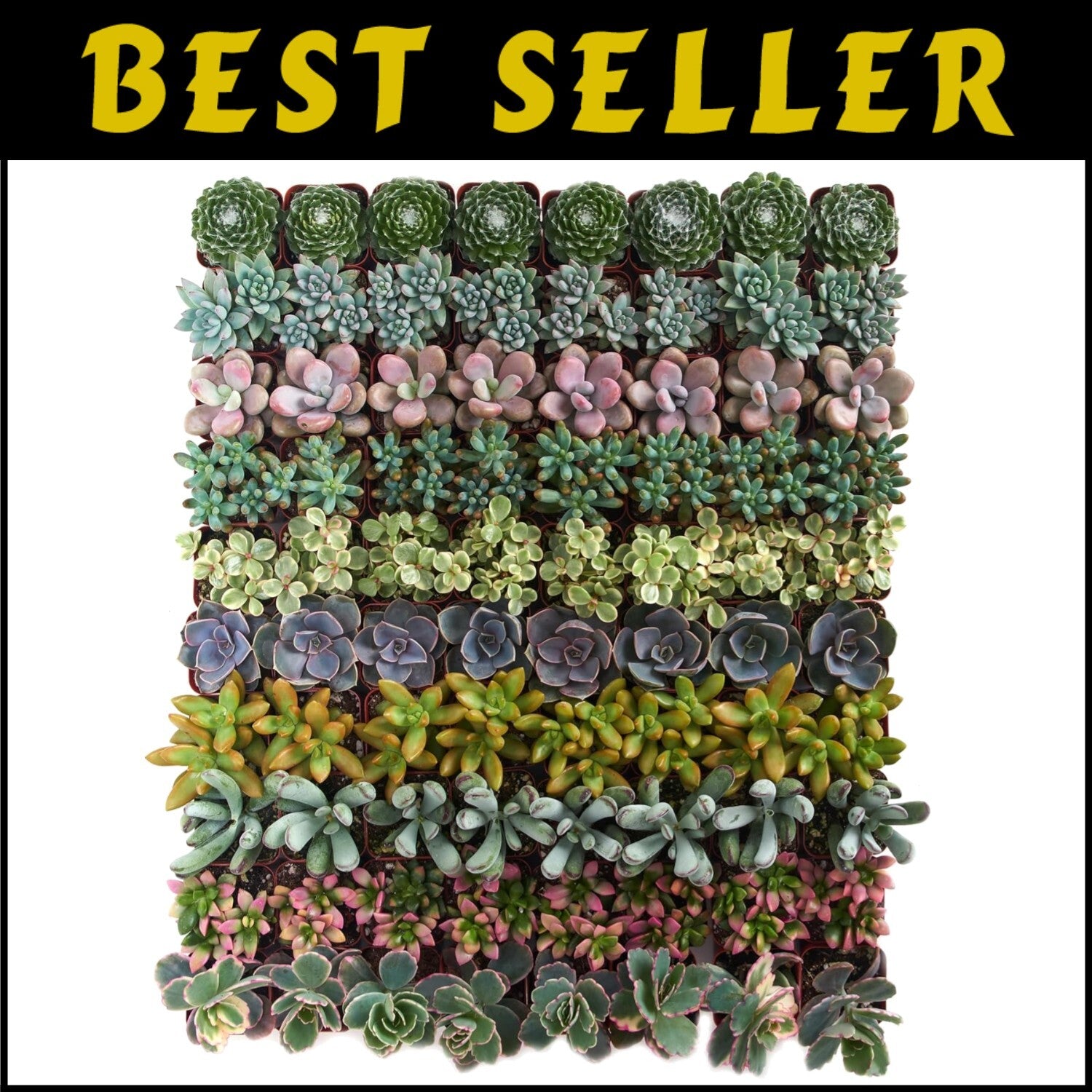 Assorted Live Mini Succulent Collection - 100 Low Maintenance Plants for Gifts