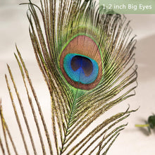 Load image into Gallery viewer, Genuine 100 Pack of Natural Peacock Feathers - Iridescent 16-18 Inch Lengths