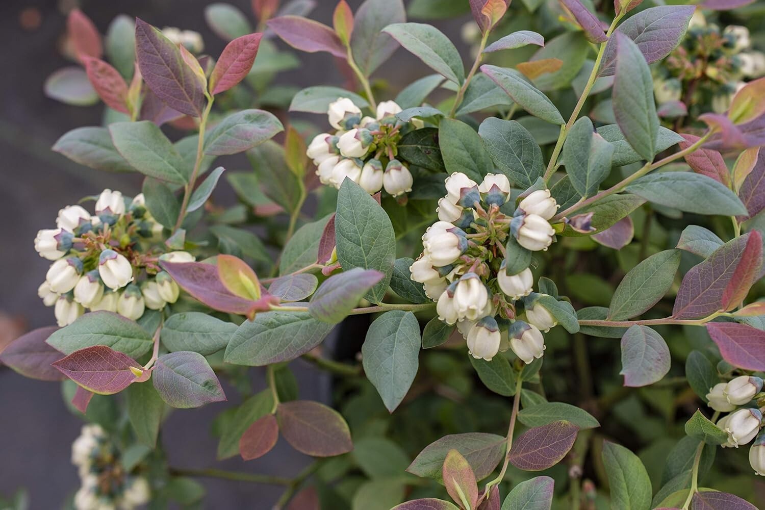 Bushel and Berry Pink Icing Blueberry Edible Shrub - Gorgeous Year-Round Foliage
