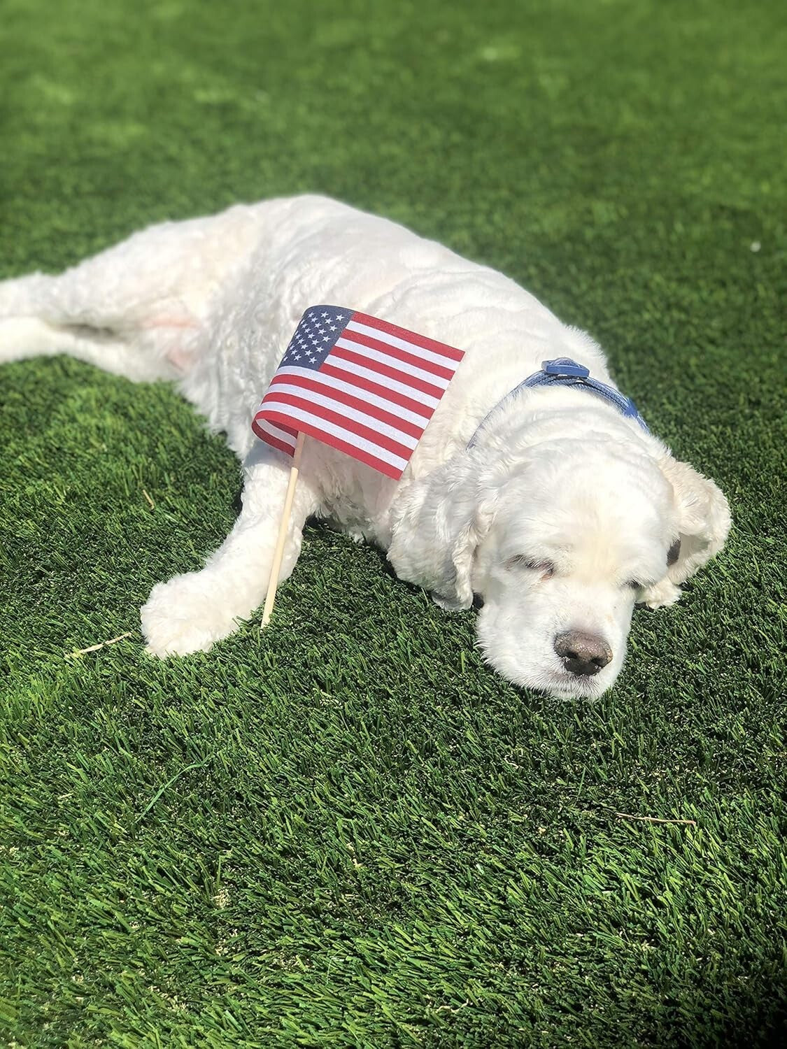 Durable 4"x6" American Flags on Stick - Perfect for Independence & Memorial Days