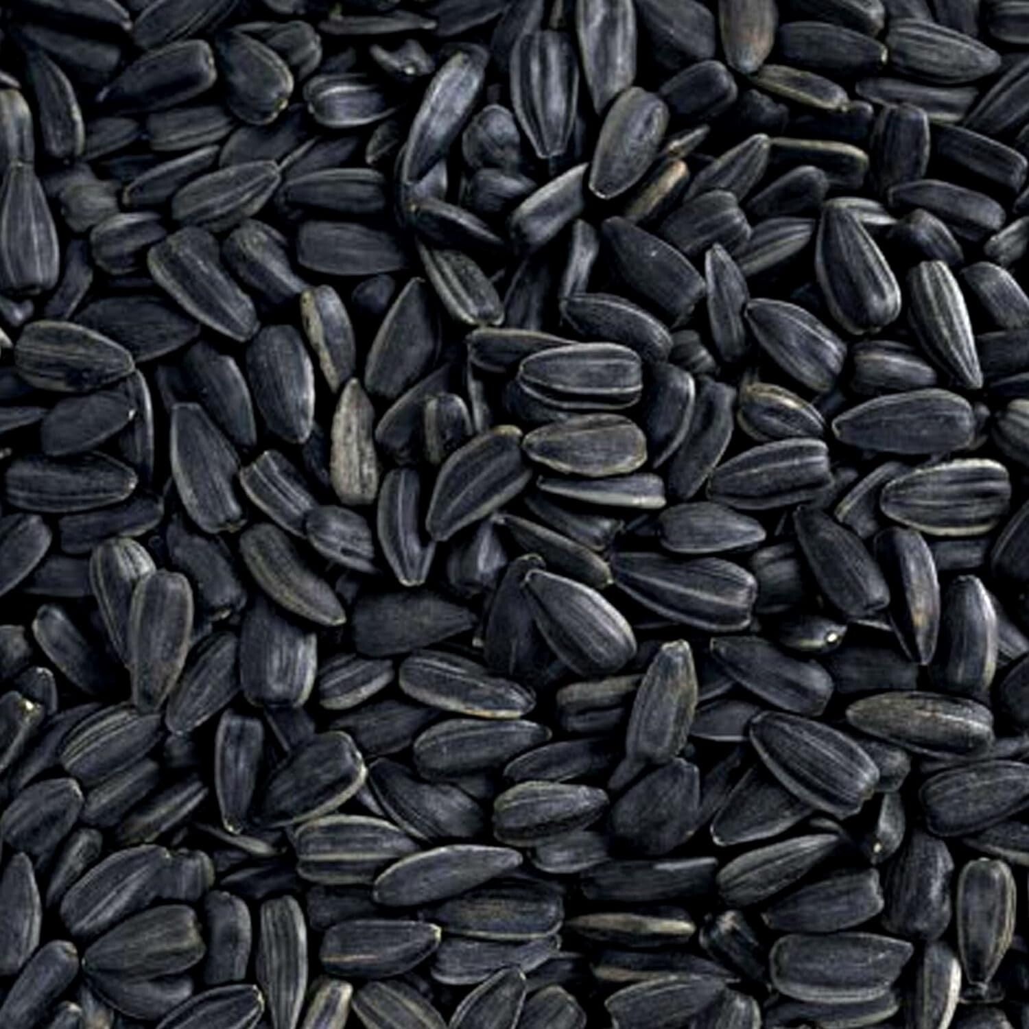 High-Protein 15 lbs Black Oil Sunflower Seeds - Year-Round Bird Care