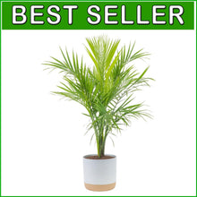 Load image into Gallery viewer, Majestic 3-4 Feet Tall Palm Plant in Elegant Modern Planter - Great Gift Idea