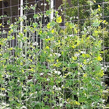 Load image into Gallery viewer, Environmentally Safe Nylon Trellis Netting - 5x350 ft for Gardens &amp; Greenhouses