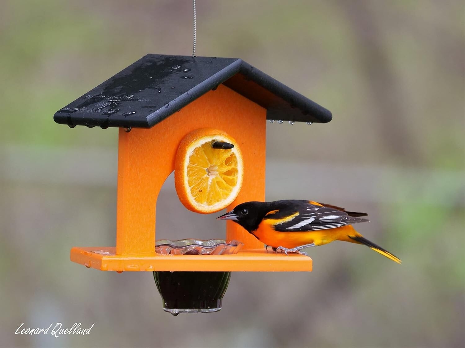 Elegant Orange Hanging Oriole Bird Feeder - Eco-Friendly & Easy to Clean