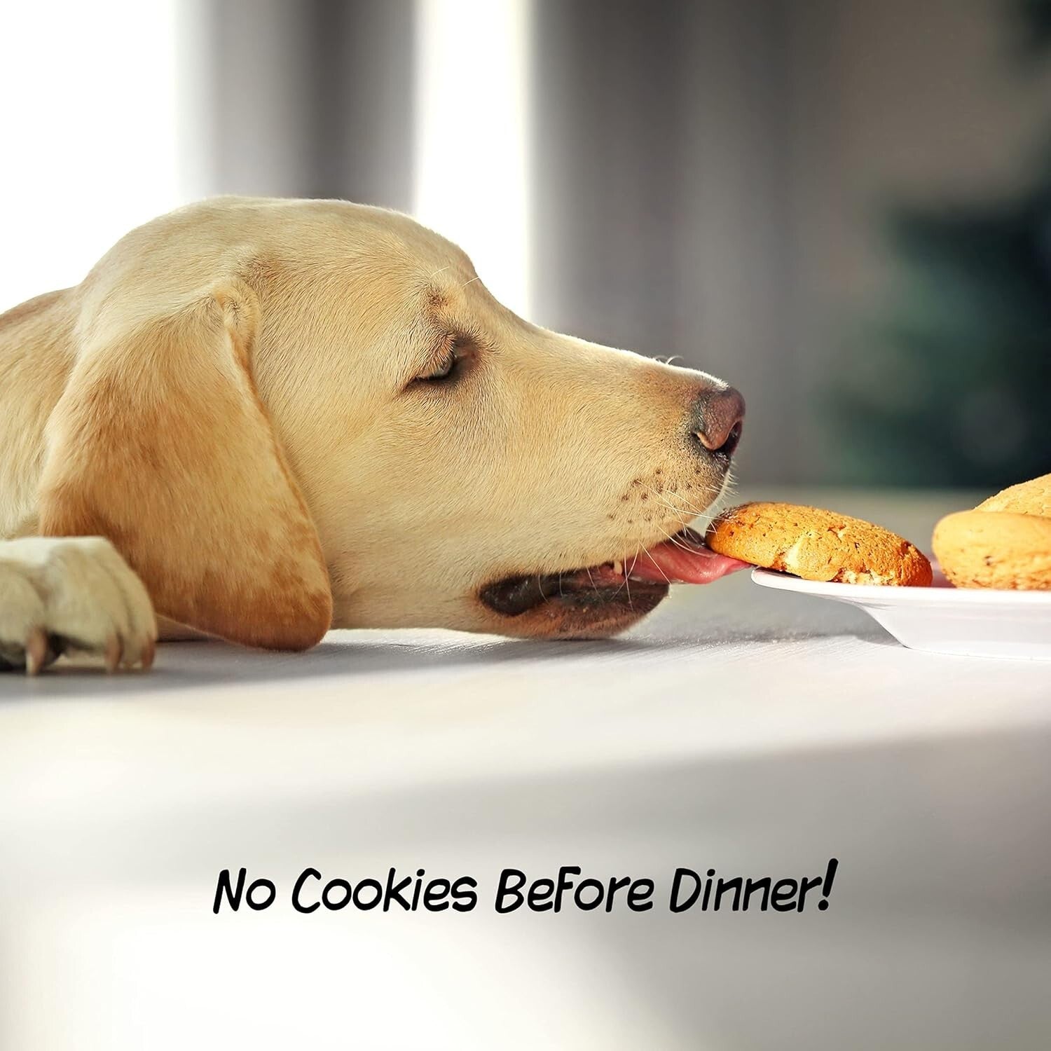 Elegant 4-Panel Freestanding Pet Gate - Retractable Indoor Dog Fence 72x24