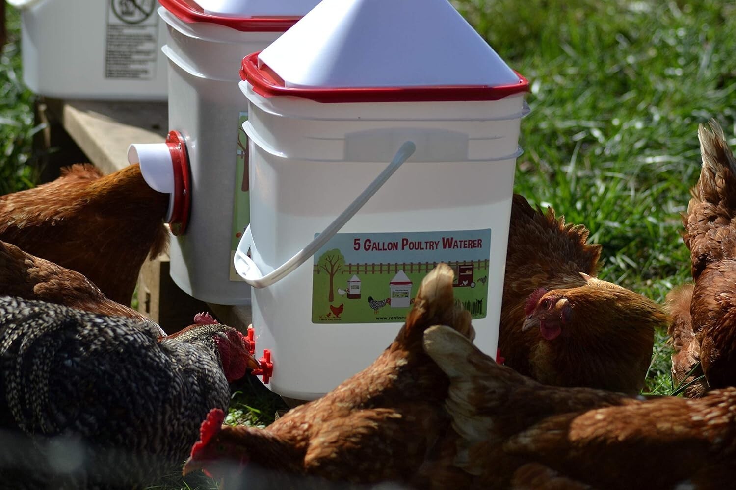 5 Gallon BPA-Free Chicken Waterer Set with 4 Horizontal Nipples - Corner Design