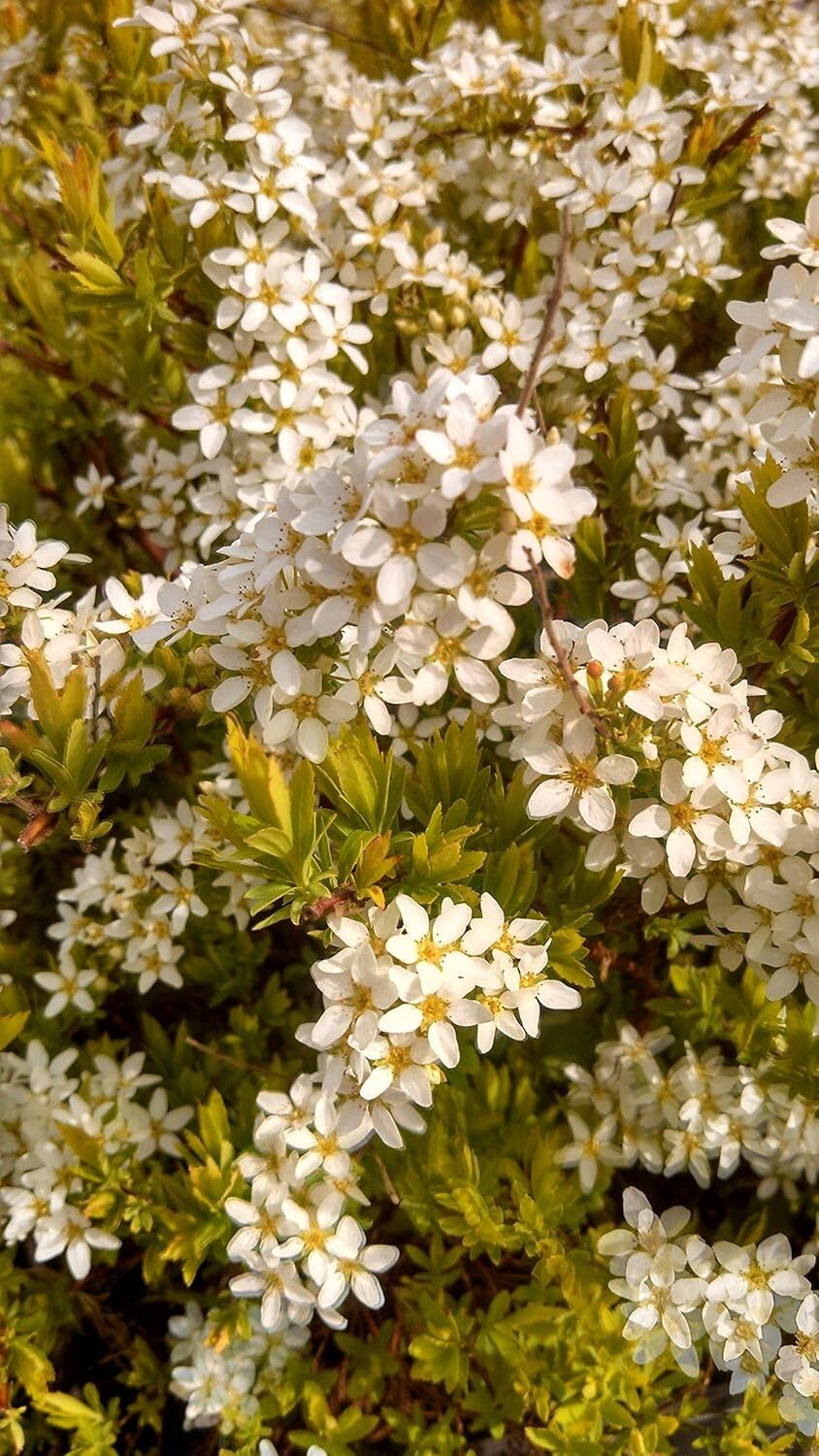 Enchanting Mellow Yellow Spirea – Beautiful Springtime White Blooms Included