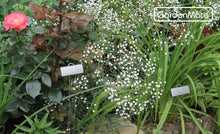Load image into Gallery viewer, Large 11.5" Rectangular Weatherproof Plant Labels - 100-Pack Zinc Markers