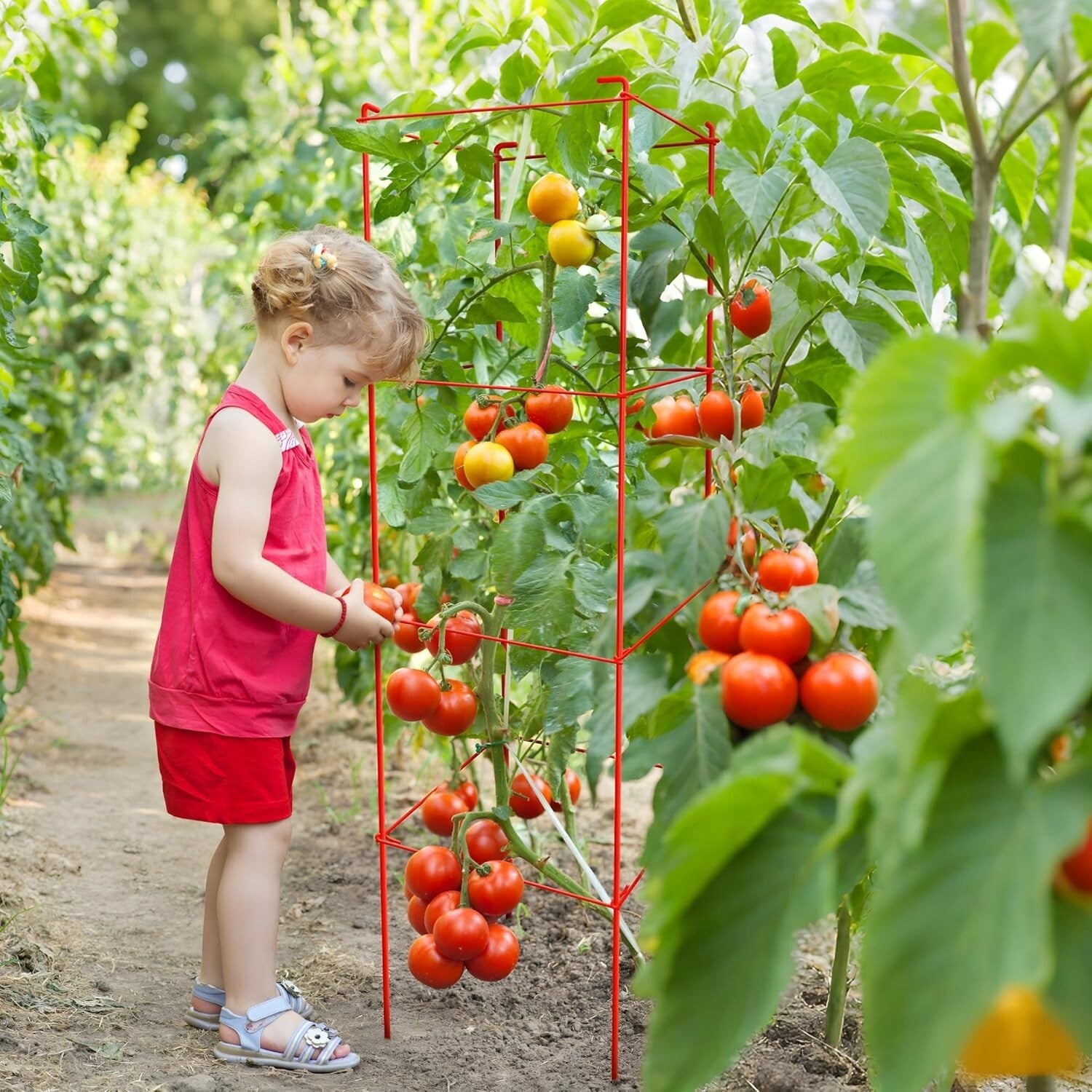 Adjustable Tomato Cages 6 Pack - Perfect 46 Inch Red Support for Climbing Plants