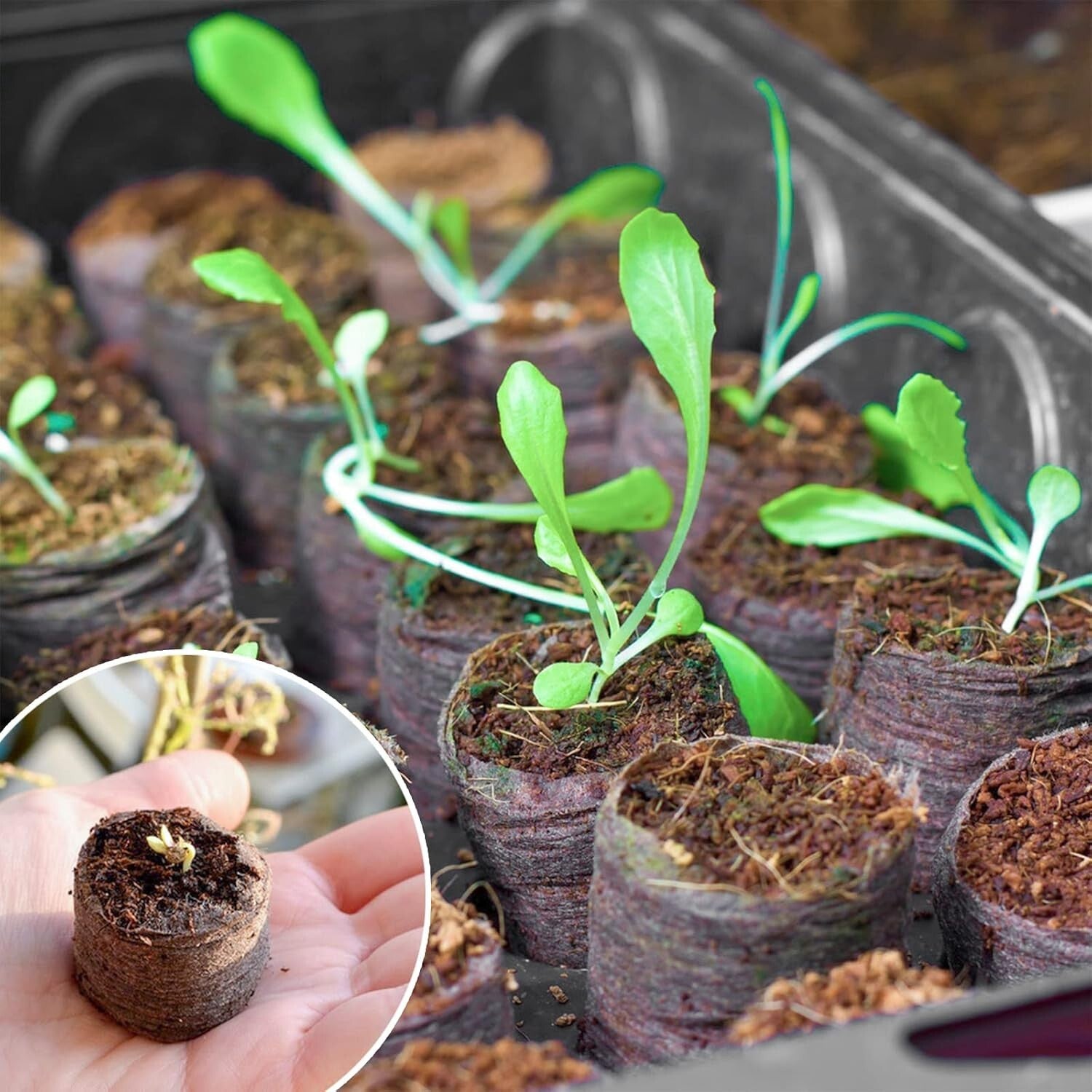 Compact 500 Pcs 30mm Peat Seed Starter Pods - Effortless Transplanting for All