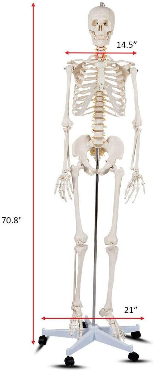 70.8" Life-Size Skeleton Model with Detachable Parts - Ideal for Medical Studies