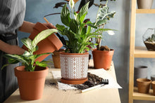 Load image into Gallery viewer, Elegant Terracotta Flower Pots - 2-Piece Set, Indoor Use, with Drainage Holes