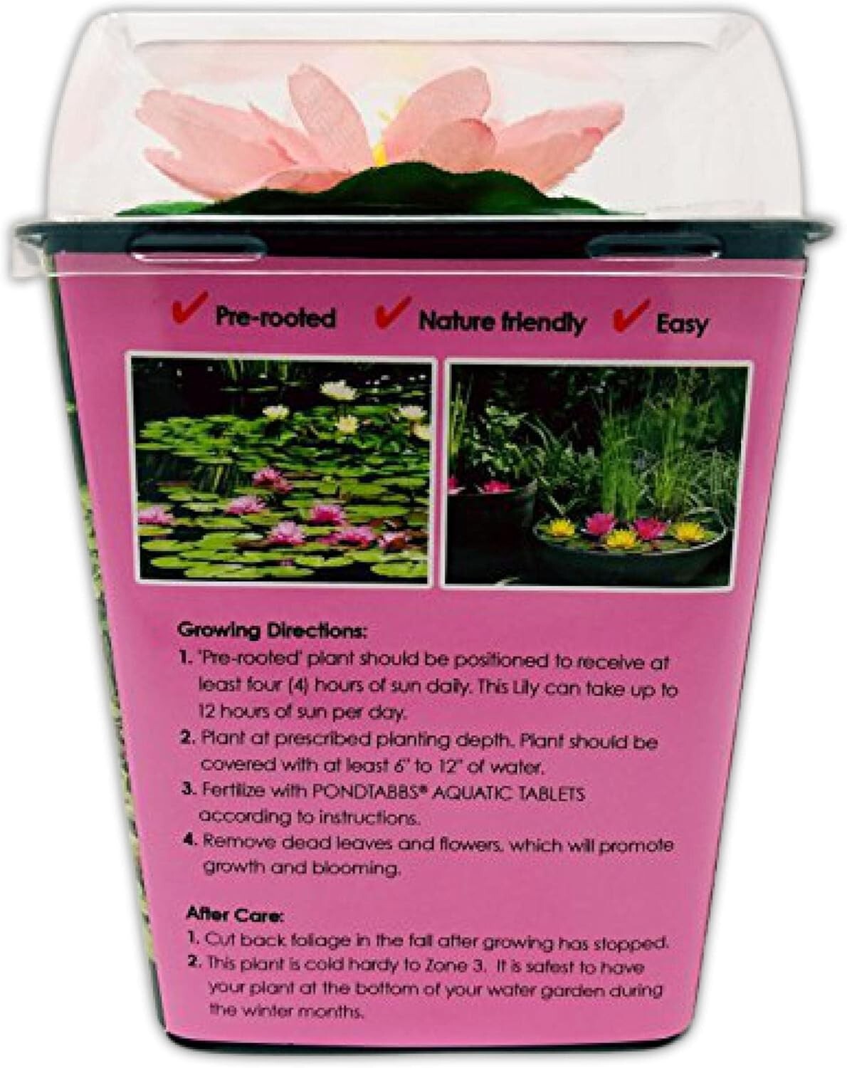 Live Water Lilies - Pink Flowering Rhizome Plant for Thriving Outdoor Spaces