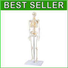 Load image into Gallery viewer, Lightweight 31" Mini Skeleton Anatomy Model - Perfect for Halloween or Classroom
