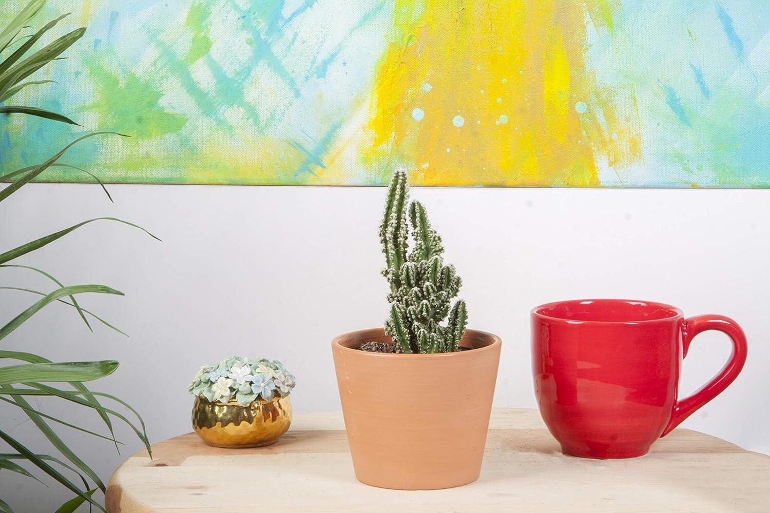 Assorted Live Cactus Collection - Easy-Care Indoor/Outdoor Plants, 10 Inch