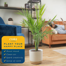 Load image into Gallery viewer, Majestic 3-4 Feet Tall Palm Plant in Elegant Modern Planter - Great Gift Idea