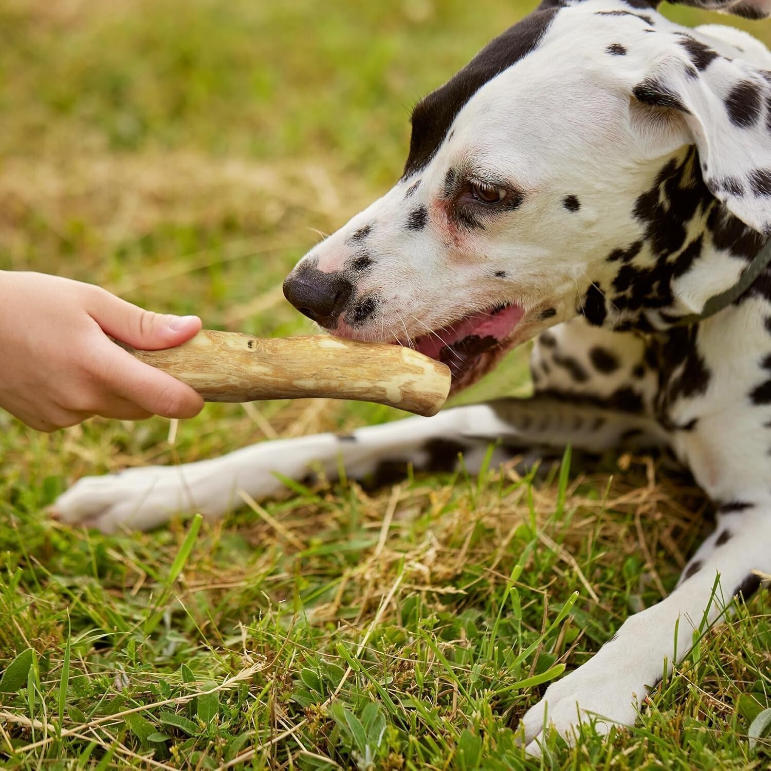 All-Natural Coffee Wood Chewing Toy Set of 3 - Promotes Healthy Chewing Habits