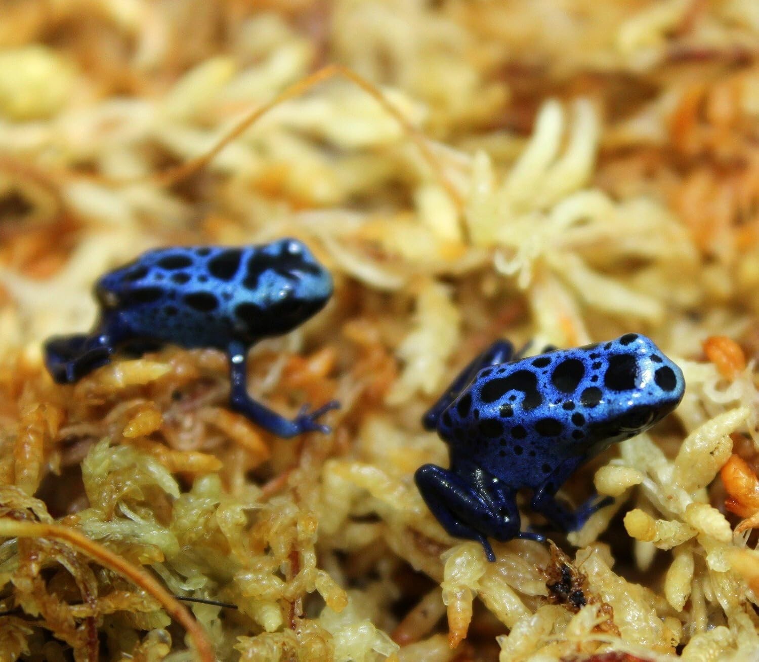 1 kg Tan New Zealand Sphagnum Moss - Superior Water Retention for Optimal Growth