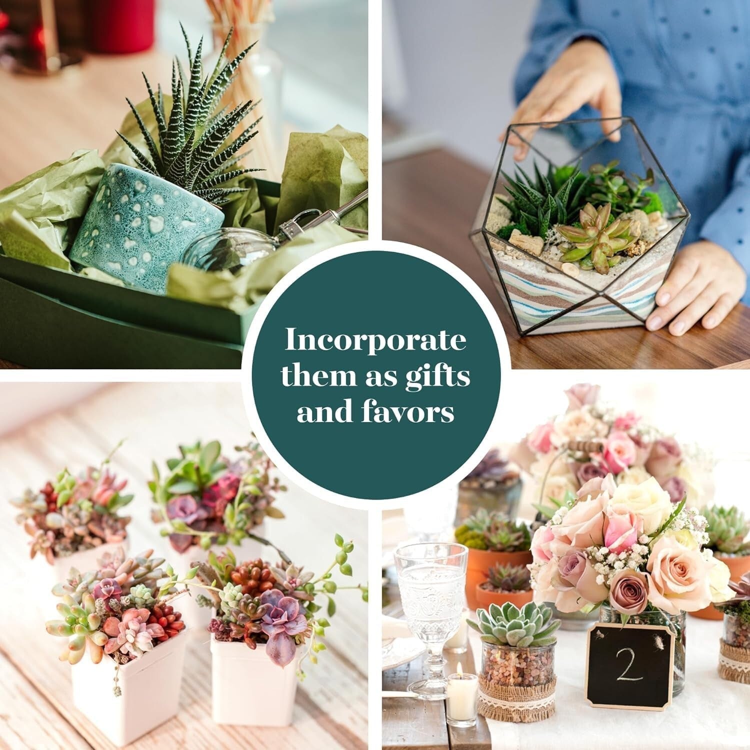 Assorted Live Mini Succulent Collection - 100 Low Maintenance Plants for Gifts