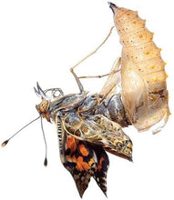 Load image into Gallery viewer, Engaging Butterfly Metamorphosis Kit | 10 Caterpillars &amp; 12" Habitat for Kids