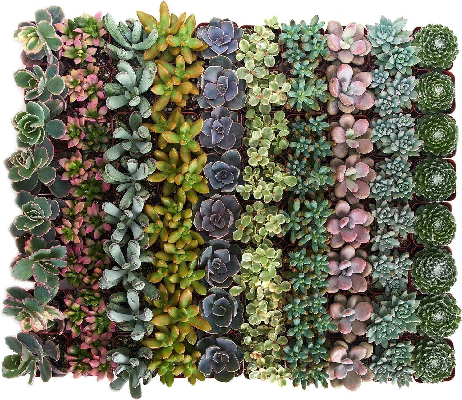Charming 64-Pack of Pastel Succulents - Low-Maintenance Favors for Any Occasion